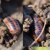 Glomeris connexa